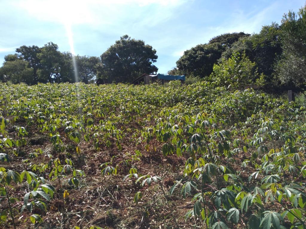 VENDO EXCELENTE CHACARA EM LARANJEIRAS [559]